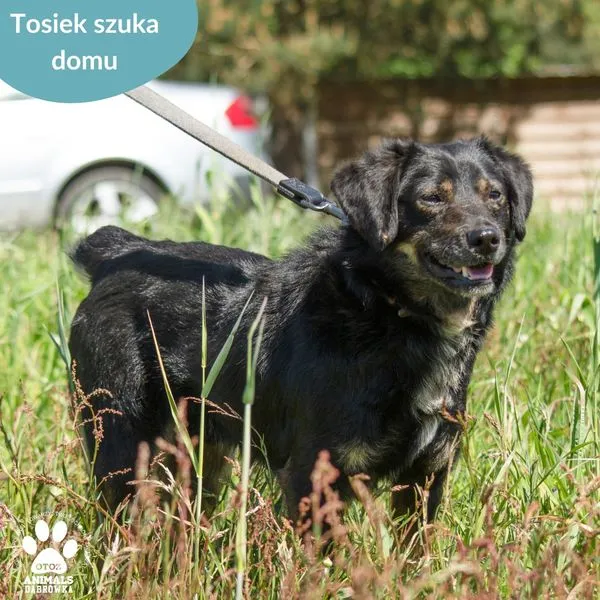Pies do adopcji, Dąbrówka, 22 maja 2024 (3/5)