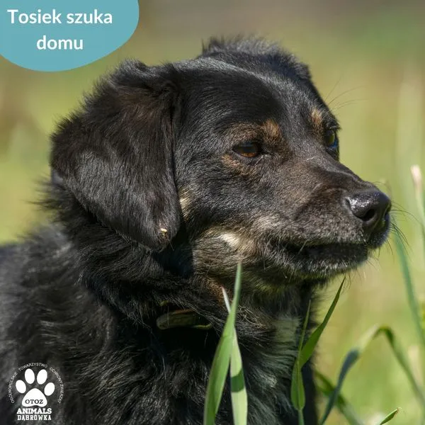 Pies do adopcji, Dąbrówka, 22 maja 2024 (4/5)