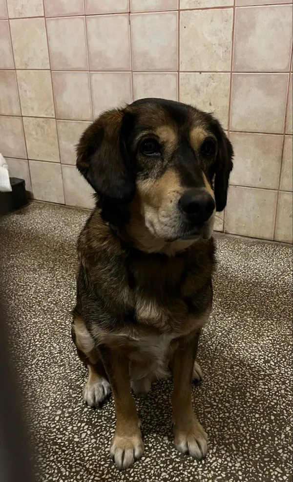 Pies do adopcji, Włocławek, 21 maja 2024