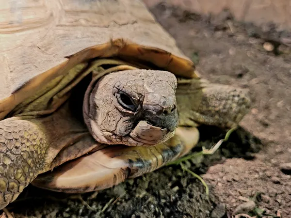 Znaleziono zwierzę, Lublin, 22 maja 2024