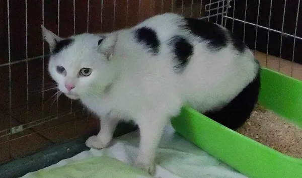 Znaleziono kota, Toruń, 21 maja 2024