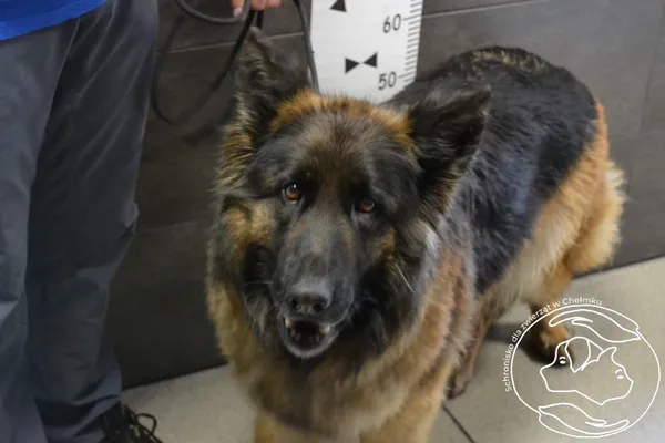 Znaleziono psa, Chełmek, 22 maja 2024