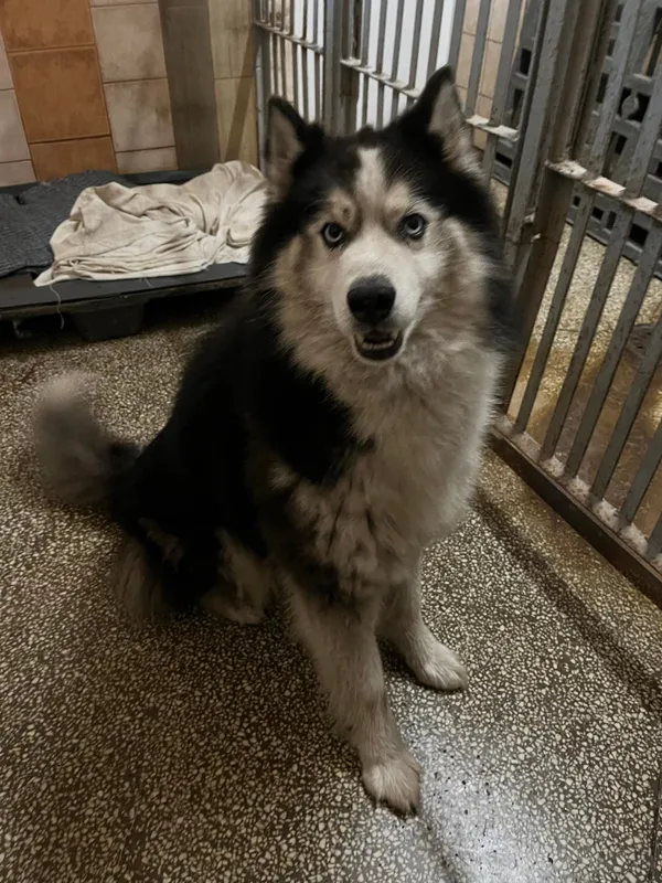 Pies do adopcji, Włocławek, 22 maja 2024 (1/2)