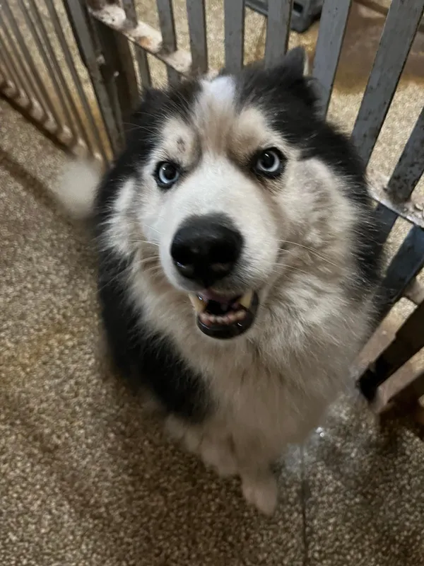 Pies do adopcji, Włocławek, 22 maja 2024 (2/2)