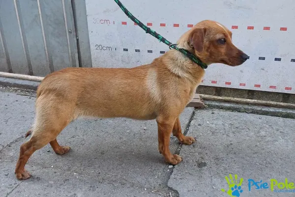 Pies do adopcji, Racławice, 14 maja 2024 (2/2)