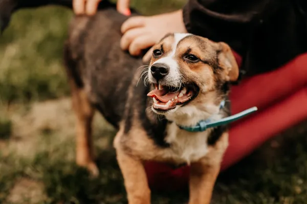 Pies do adopcji, Czartki, 23 maja 2024 (2/5)