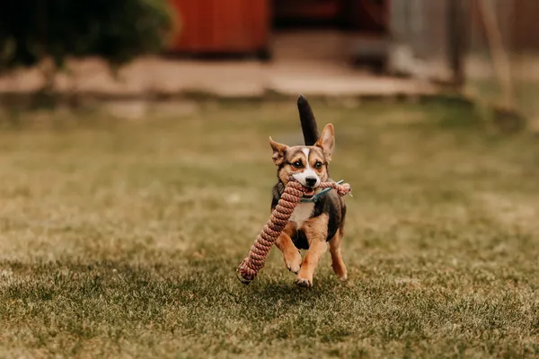 Pies do adopcji, Czartki, 23 maja 2024 (3/5)