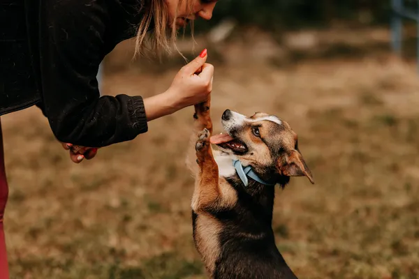 Pies do adopcji, Czartki, 23 maja 2024 (4/5)