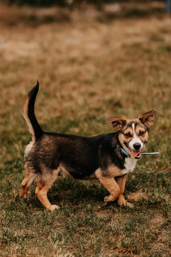 Pies do adopcji, Czartki, 23 maja 2024 (5/5)