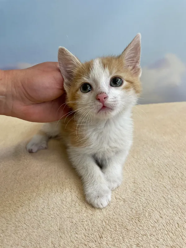 Kot do adopcji, Kielce, 23 maja 2024