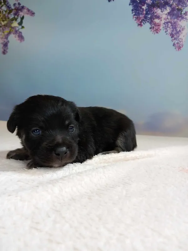 Pies do adopcji, Kielce, 23 maja 2024