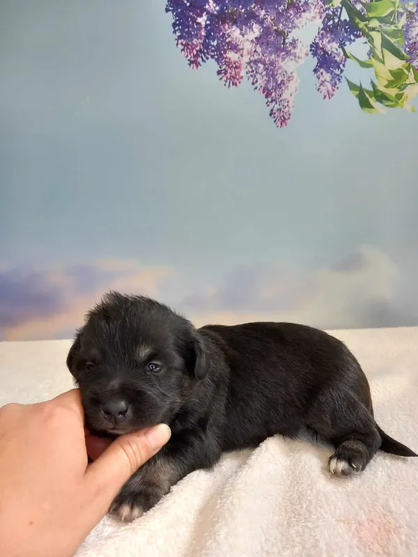 Pies do adopcji, Kielce, 23 maja 2024