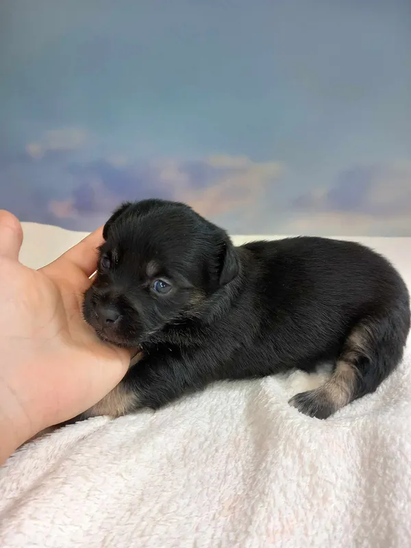 Pies do adopcji, Kielce, 23 maja 2024