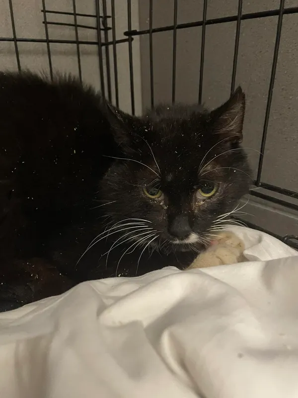 Kot do adopcji, Kielce, 23 maja 2024