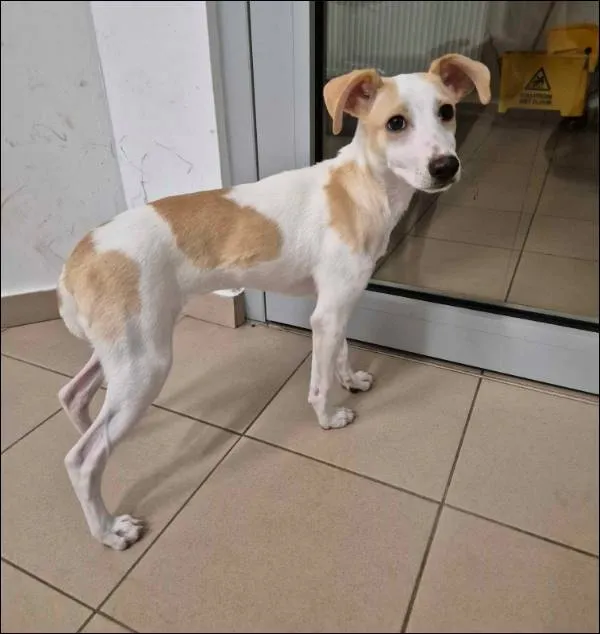 Znaleziono psa, Grudziądz, 23 maja 2024