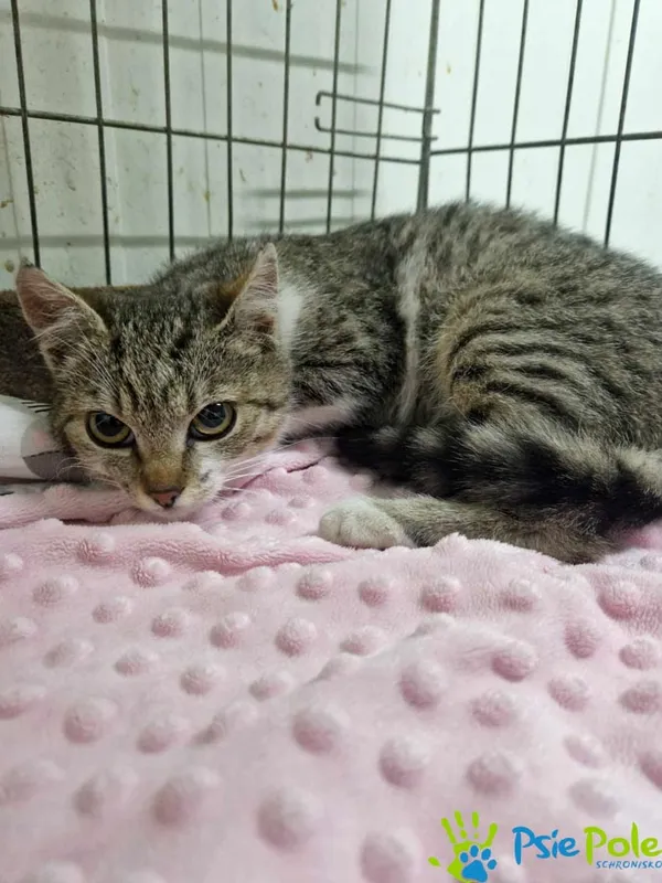 Znaleziono kota, Racławice, 22 maja 2024 (1/3)