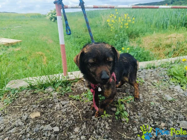 Znaleziono psa, Racławice, 22 maja 2024 (2/4)