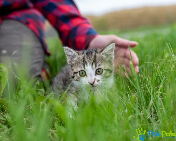 Znaleziono kota, Racławice, 21 maja 2024 (4/5)