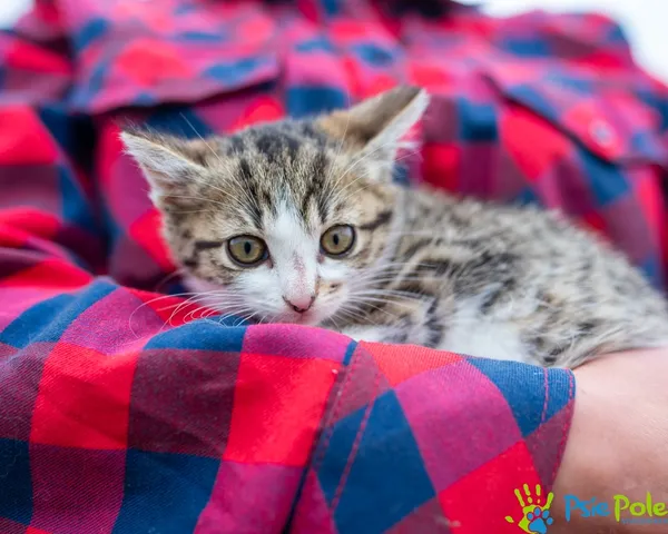 Znaleziono kota, Racławice, 21 maja 2024 (5/5)