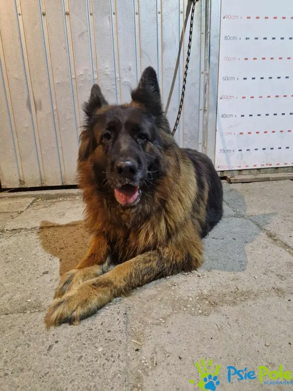 Znaleziono psa, Racławice, 21 maja 2024 (1/5)