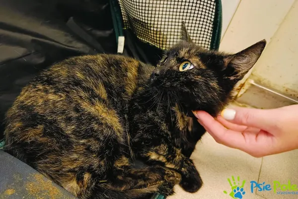 Znaleziono kota, Racławice, 15 maja 2024 (3/4)