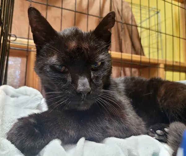 Znaleziono kota, Łódź, 22 maja 2024 (1/3)