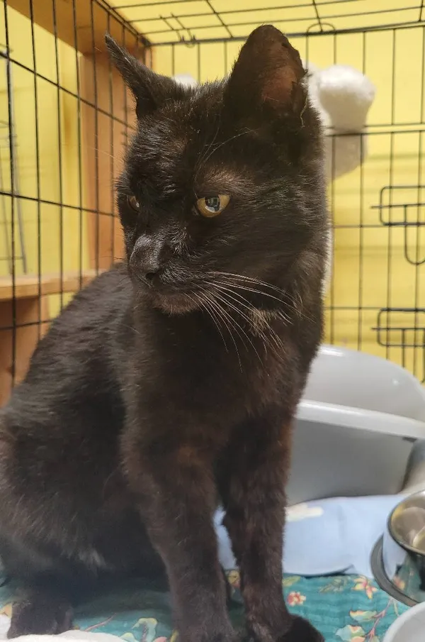 Znaleziono kota, Łódź, 22 maja 2024 (2/3)