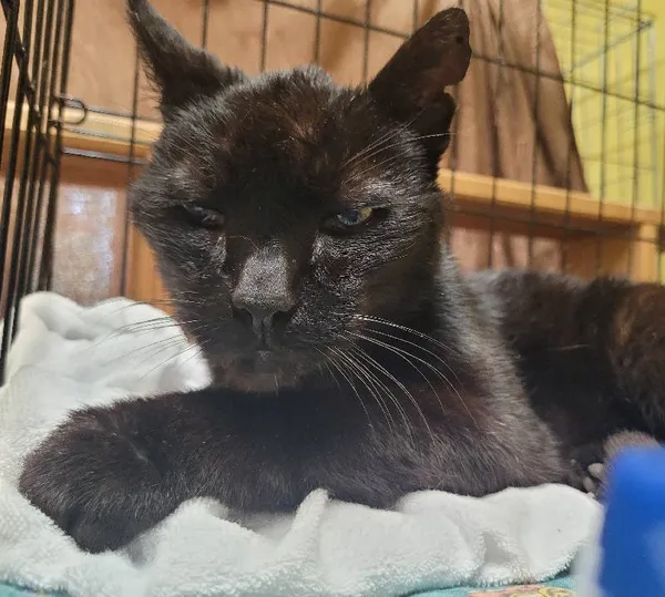 Znaleziono kota, Łódź, 22 maja 2024 (3/3)