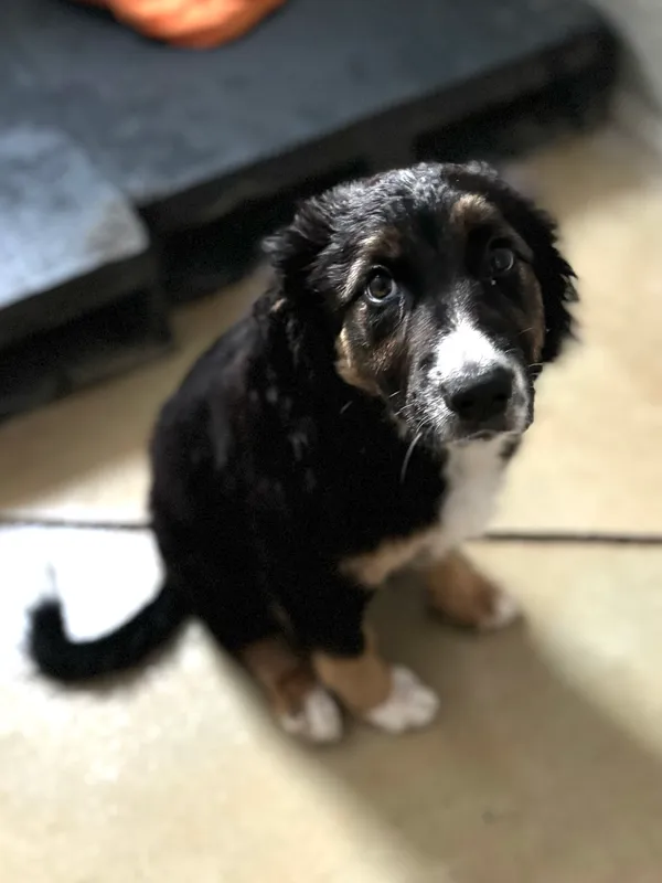 Znaleziono psa, Lublin, 23 maja 2024