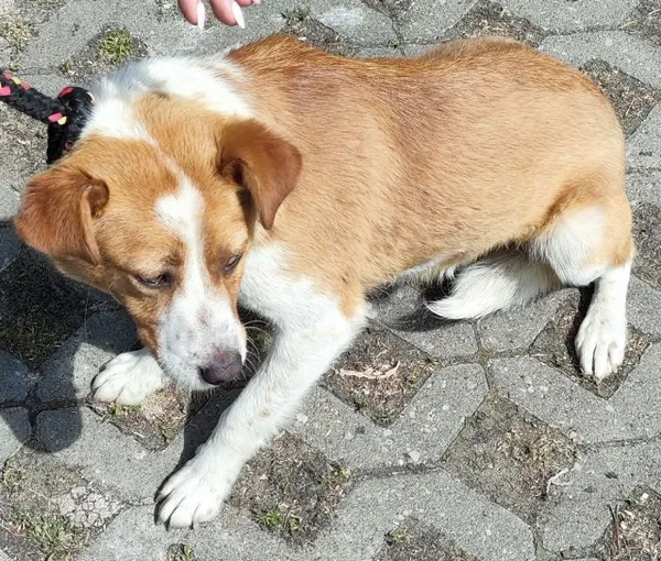 Znaleziono psa, Radom, 22 maja 2024