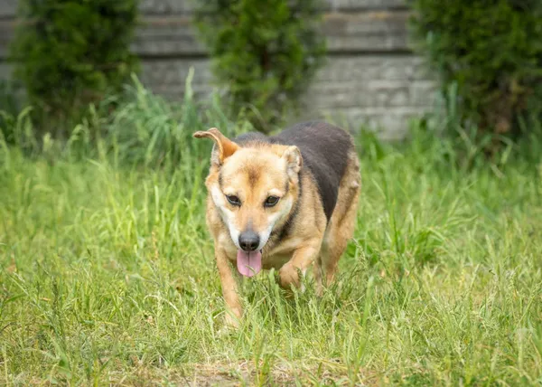 Pies do adopcji, Bełchatów, 22 września 2023 (5/5)