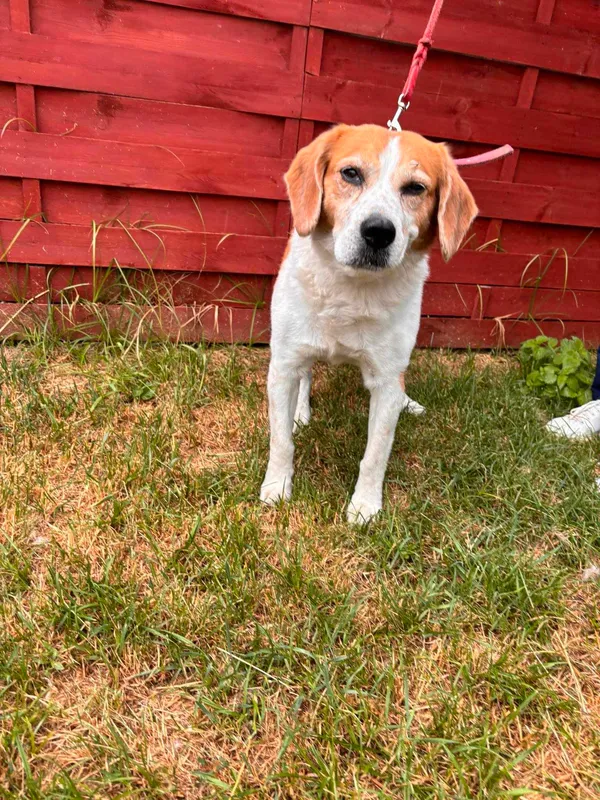 Znaleziono psa, Czartki, 23 maja 2024