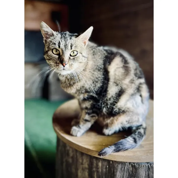 Znaleziono kota, Białystok, 23 maja 2024 (2/3)