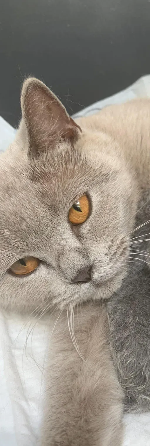 Zaginął kot, Łódź, 23 maja 2024