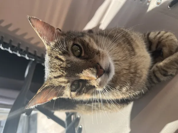 Zaginął kot, Łódź, 23 maja 2024