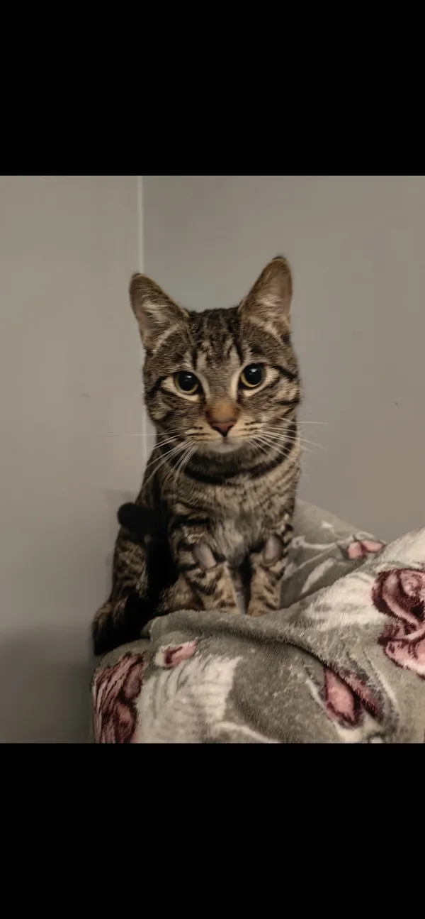 Zaginął kot, Łódź, 23 maja 2024