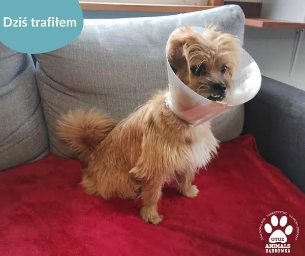 Znaleziono psa, Dąbrówka, 23 maja 2024 (1/2)