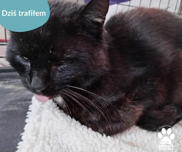 Znaleziono kota, Dąbrówka, 22 maja 2024 (2/2)