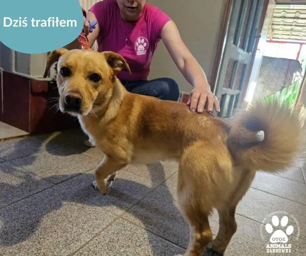 Znaleziono psa, Dąbrówka, 22 maja 2024 (1/2)