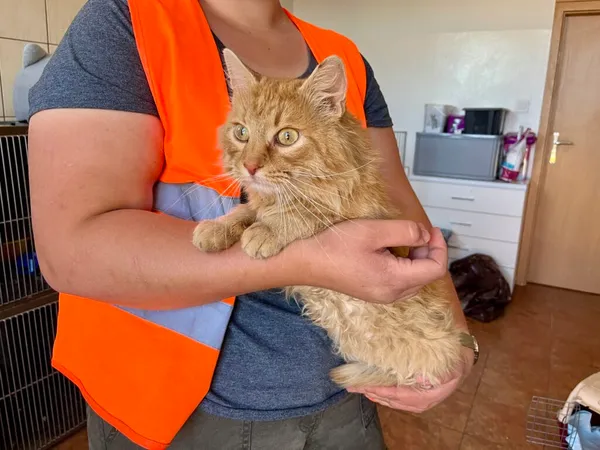 Znaleziono kota, Puławy, 9 maja 2024