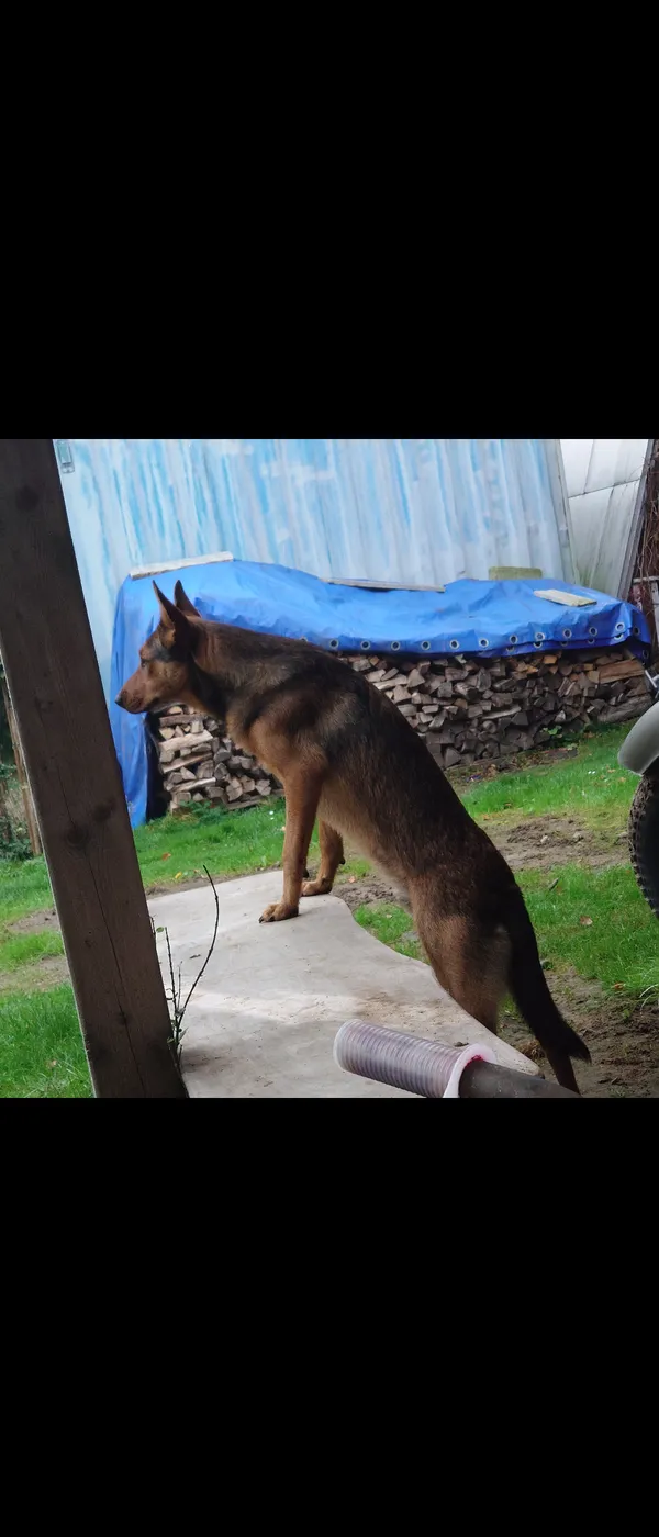 Zaginął pies, Ustarbowo, 24 maja 2024 (2/2)