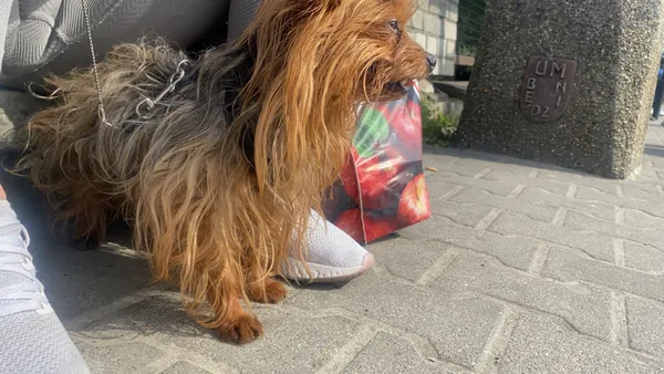 Zagineło zwierzę, Siewierz, Kuźnica Świętojańska, 24 maja 2024 (2/4)