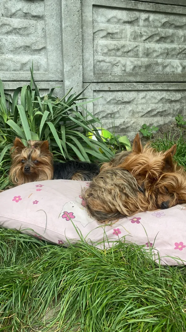 Zagineło zwierzę, Siewierz, Kuźnica Świętojańska, 24 maja 2024 (3/4)