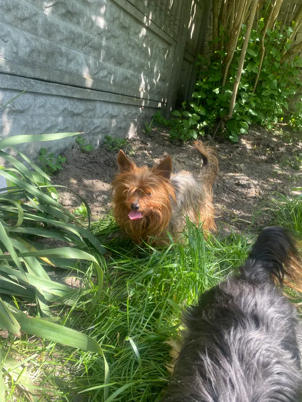 Zagineło zwierzę, Siewierz, Kuźnica Świętojańska, 24 maja 2024 (4/4)