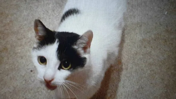 Zaginął kot, Łódź, 24 maja 2024