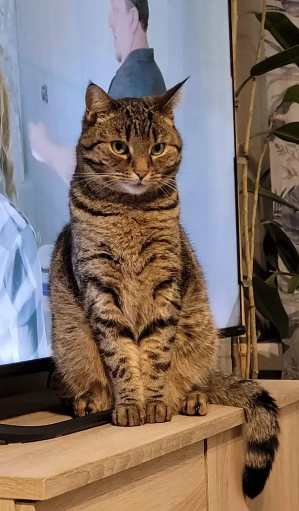 Zaginął kot, Łódź, 24 maja 2024