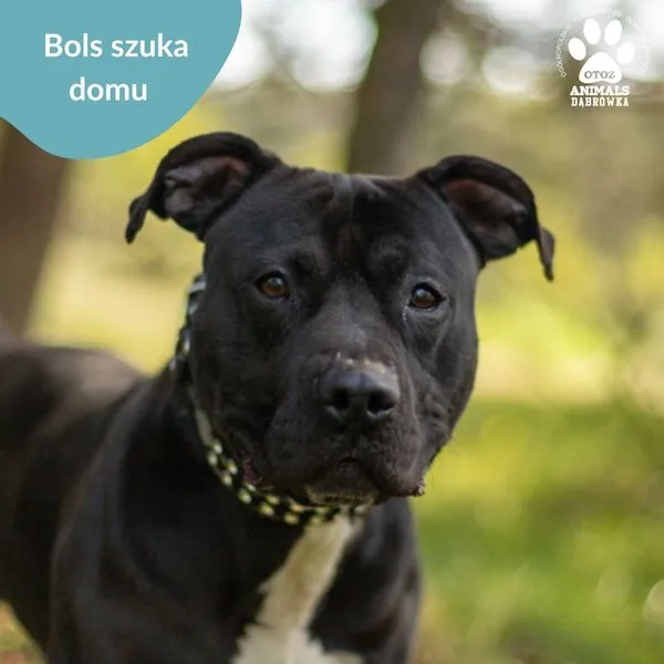 Pies do adopcji, Dąbrówka, 24 maja 2024 (1/3)