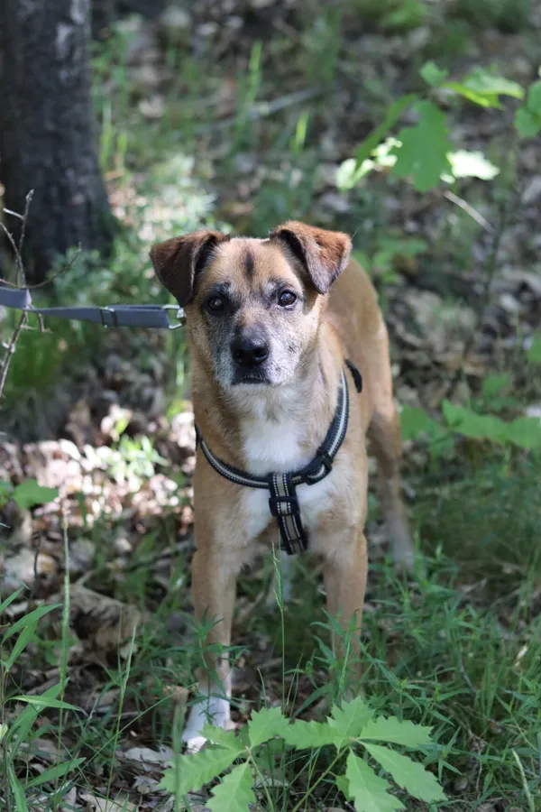 Pies do adopcji, Dłużyna Górna, 24 maja 2024 (1/5)