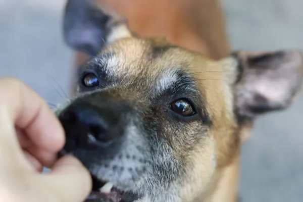 Pies do adopcji, Dłużyna Górna, 24 maja 2024 (2/5)