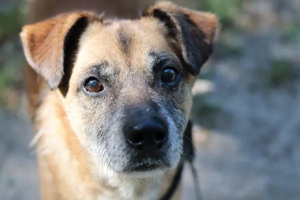 Pies do adopcji, Dłużyna Górna, 24 maja 2024 (4/5)